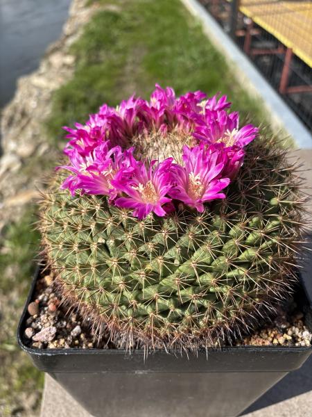 Mammillaria rubrograndis